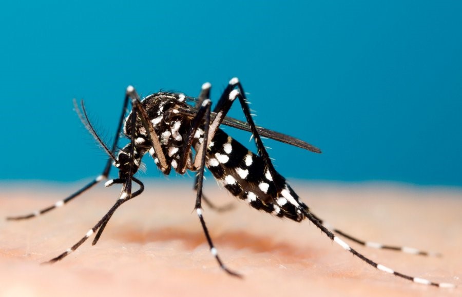 image_typepest-aedes